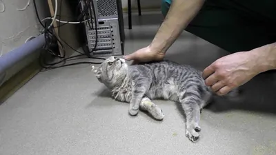 Вывихи у кошек - статьи о лечении в ветеринарной клинике Dr.Vetson
