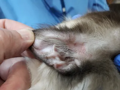 Болезни мелких домашних животных - Городская ветеринарная служба  Новосибирска