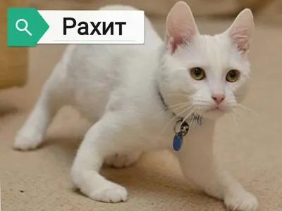 Рахит у котят - картинки и фото koshka.top