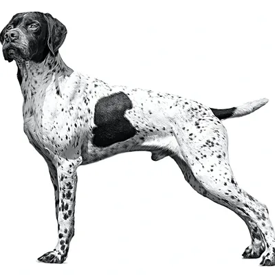 Французская Легавая собака (Гасконский тип)