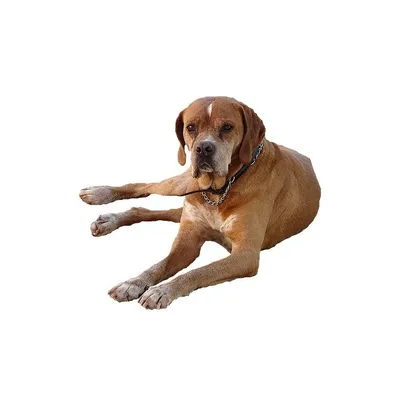 немецкая легавая собака Stock Photo | Adobe Stock