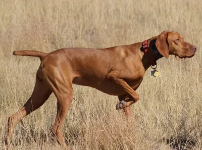 Веймарская Легавая Собака — стоковые фотографии и другие картинки  Выставочная собака - Выставочная собака, 2015, Веймарская легавая - iStock