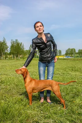Коричневая охотничья собака Freezed в представлении пахнуть Wildfowl в  зеленой траве немецкий указатель Shorthaired Стоковое Фото - изображение  насчитывающей трава, собаки: 123221388