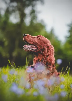 Выжла – универсальная охотничья собака с яркой внешностью и очень  дружелюбным характером | Собаки | Dogsacademy.ru | Дзен