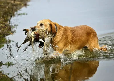 Почему обычному человеку не нужна охотничья собака | Ветеринарный диетолог  vetLIFE | Дзен