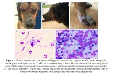Лечение лейшманиоза у собак