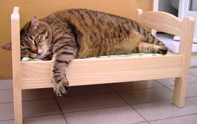 Ленивый кот | animal story | Дзен