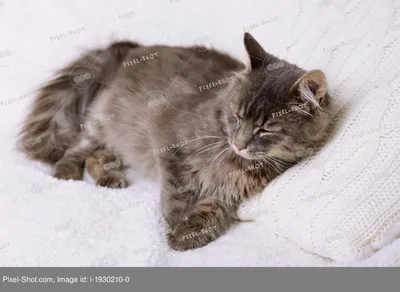 Ленивый кот - милый кот | Пикабу