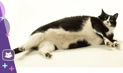 😾Ленивый кот: как расшевелить, чтобы он не набрал вес | Нос, хвост, лапы |  Дзен