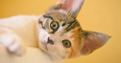 Заболевания носового зеркала у кошек | ВКонтакте