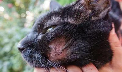 Ветеринарная клиника и аптека on Instagram: \"Лентиго ?? Диагноз ??  ☝Наверное, многие из владельцев рыжих кошек обращали внимание, что у многих  имеются черные пятна на носу или губах🐾. Но никто из вас,