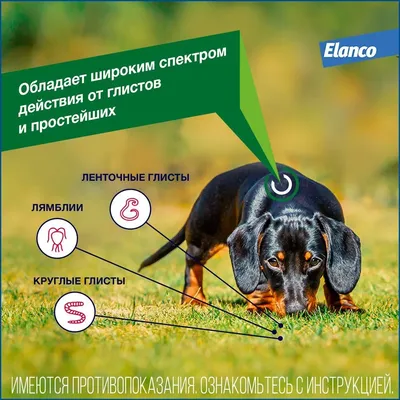 Антигельминтик Дронтал Плюс XL для собак крупных пород со вкусом мяса –  купить в Москве, цены | Интернет-магазин Динозаврик
