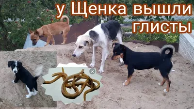 Глисты у собак - Собаки обзор на Gomeovet