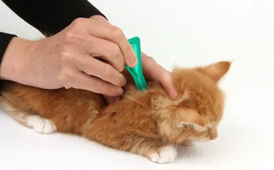 Profender (Профендер) by Bayer Animal - spot-on - Капли от гельминтов для  кошек (1 пипетка) - Купить онлайн, цена и отзывы на E-ZOO