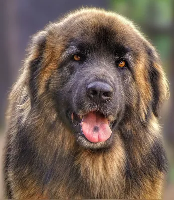 Леонбергер собака: фото, характер, описание породы