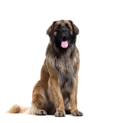 Леонбергер — довольно крупная и мощная порода собак. Свое необычное  название получила в честь немецкого города Леонберг, где была выведена.  Такой мохнатый круто…