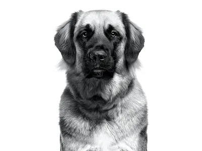 Леонбергер - фото собаки, щенки и описание | Порода | Pet-Yes