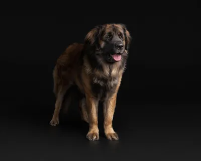 Леонбергер собака портрет изолированные | Премиум Фото