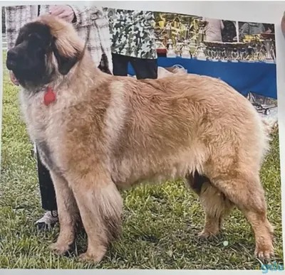 Собака породы леонбергер на выставке собак | Премиум Фото