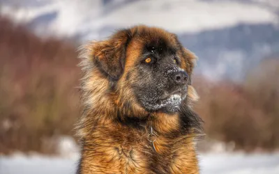 Leonberger puppy 3-5 months. Леонбергер щенок 3-5 месяцев - YouTube