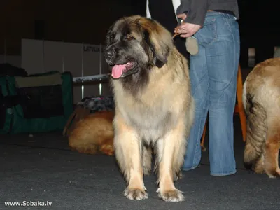 Леонбергер - описание породы собак: характер, особенности поведения,  размер, отзывы и фото - Питомцы Mail.ru