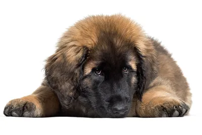 Пропала собака рыжего окраса с черной мордой Леонбергер вознаграждение за  поимку 50000 Прочие породы собак в Домодедово - Собаки на Gde.ru 23.04.2023