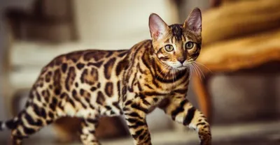 Леопардовый кот фото 