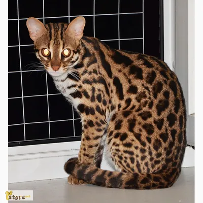 Cattery Royal Cats / Питомник Роял Кэтс - Азиатский леопардовый кот  питомника Royal Cats | Facebook