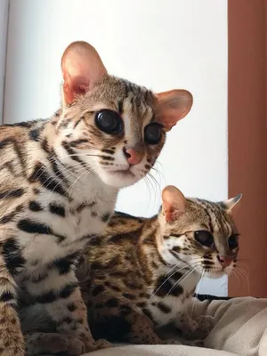 Леопардовый бенгальский кот: фото, описание, характер | Bengal kätzchen,  Katzenallergie, Baby katzen