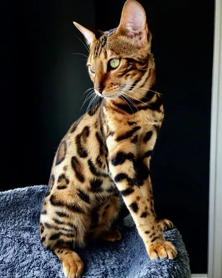 Леопардовый кот - картинки и фото koshka.top