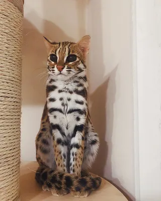 Кот леопардовой окраски - картинки и фото koshka.top