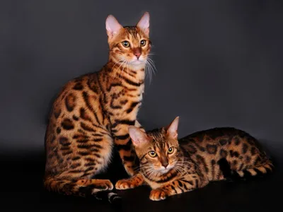 Леопардовый кот - 75 фото
