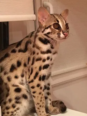 Азиатский леопардовый кот Томас :: Владимир Поляков – Социальная сеть  ФотоКто