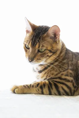 Леопардовый кот :: Богдан Петренко – Социальная сеть ФотоКто