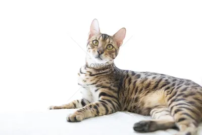 Леопардовый котик - картинки и фото koshka.top