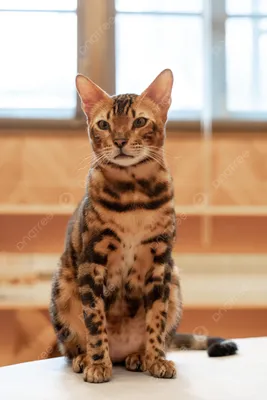 Бенгальские котята - леопардовые малыши» — создано в Шедевруме