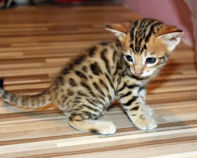 Амурский леопардовый кот - 72 фото