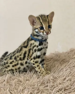 Леопардовый кот фото фотографии