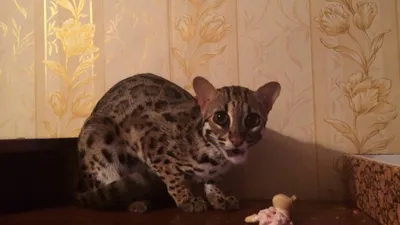 Мужское Худи Леопардовый кот (CAT-790675-hud-2) с принтом, купить в  PrintFact