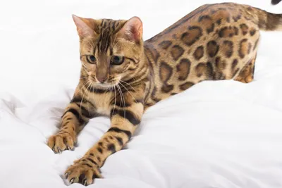 Бенгальские Кошки - Это Мини-Леопардовые Гибридные Домашние Кошки | Новости  Мира | Дзен