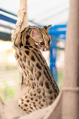 Азиатский леопардовый кот: 5 000 $ - Кошки Киев на Olx