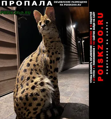Бенгальская кошка - «Леопардовый ласкуша и просто умнейшая порода!  (подробный отзыв о нюансах породы+фото)» | отзывы