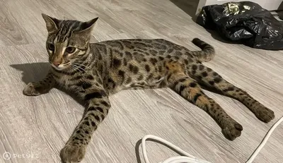 Леопардовый кот (бенгальский): описание породы, особенности содержания и  ухода - Animallist.ru