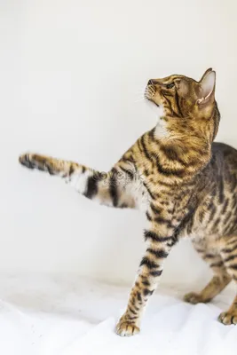 Леопардовый кот смотрит в камеру в профессиональной службе груминга |  Премиум Фото
