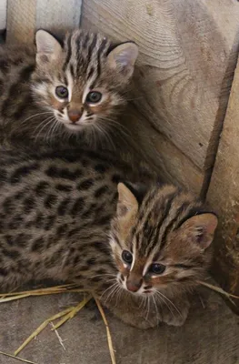 8 пород кошек с леопардовым окрасом | Сайт о животных Petsfusion.com - клуб  любителей домашних животных