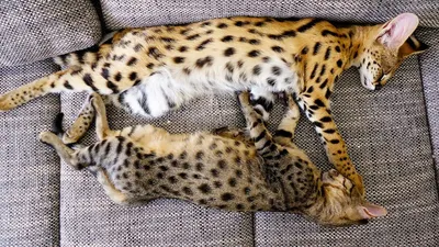 Леопардовый кот» — создано в Шедевруме