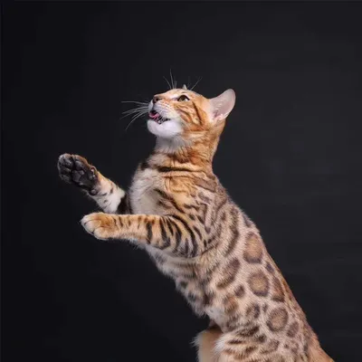 Кот с леопардовым окрасом порода - картинки и фото koshka.top