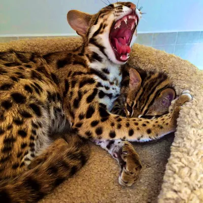 Уссури - гибридная порода от Амурского леопардового кота | Советы Умного  Кота | Дзен