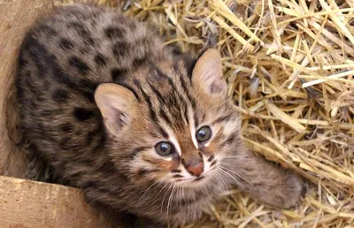 Милый азиатский леопардовый кот в зоомагазине Фон И картинка для бесплатной  загрузки - Pngtree