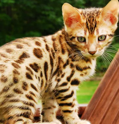 Леопардовый кот изображение_Фото номер 501358181_JPG Формат  изображения_ru.lovepik.com